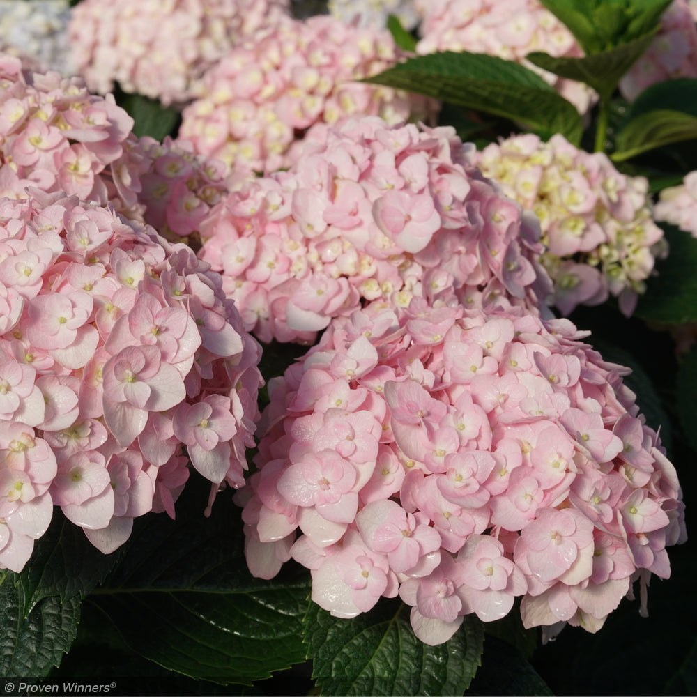 Hydrangea, Pinky Winky Prime #3