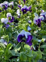 Load image into Gallery viewer, Annual, Pansy/Viola 4.5&quot;
