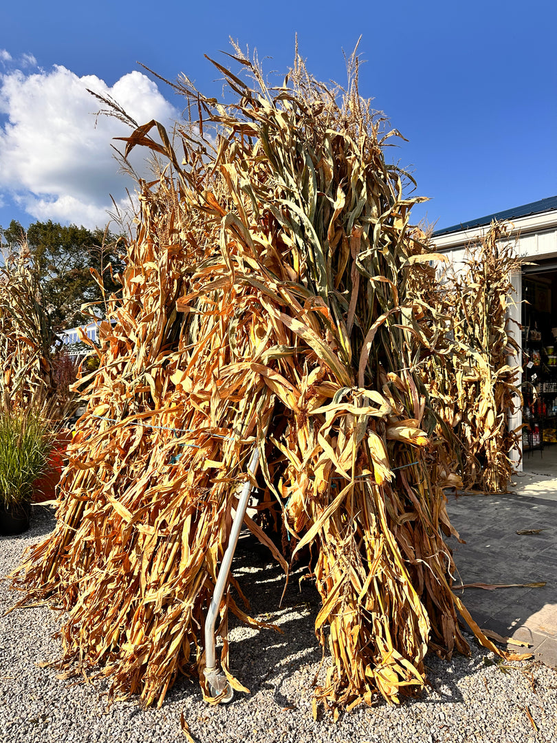Corn Stalk, Bunch