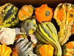 Load image into Gallery viewer, Pumpkin, Fancy Gourd 3-cnt
