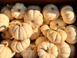 Load image into Gallery viewer, Pumpkin, White Small
