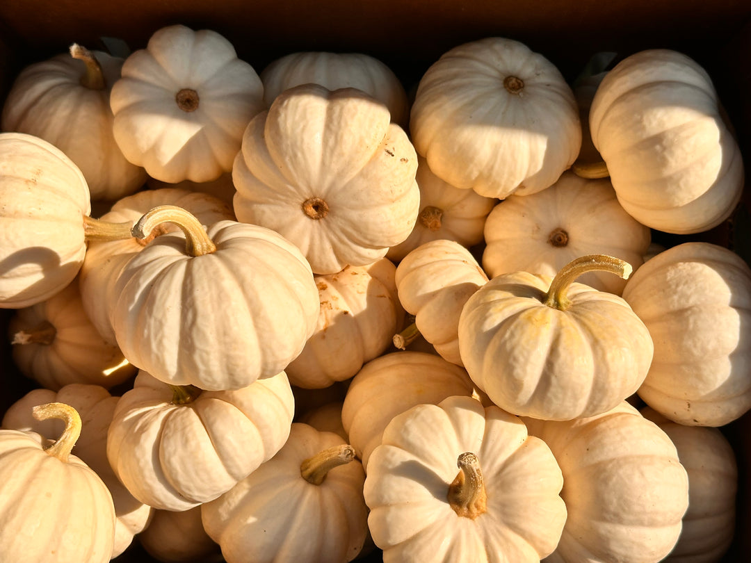 Pumpkin, White Small