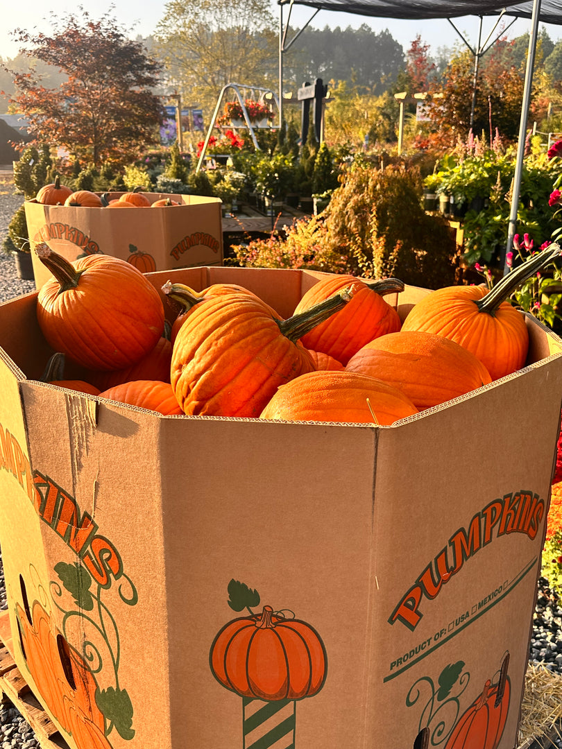 Pumpkin, Medium