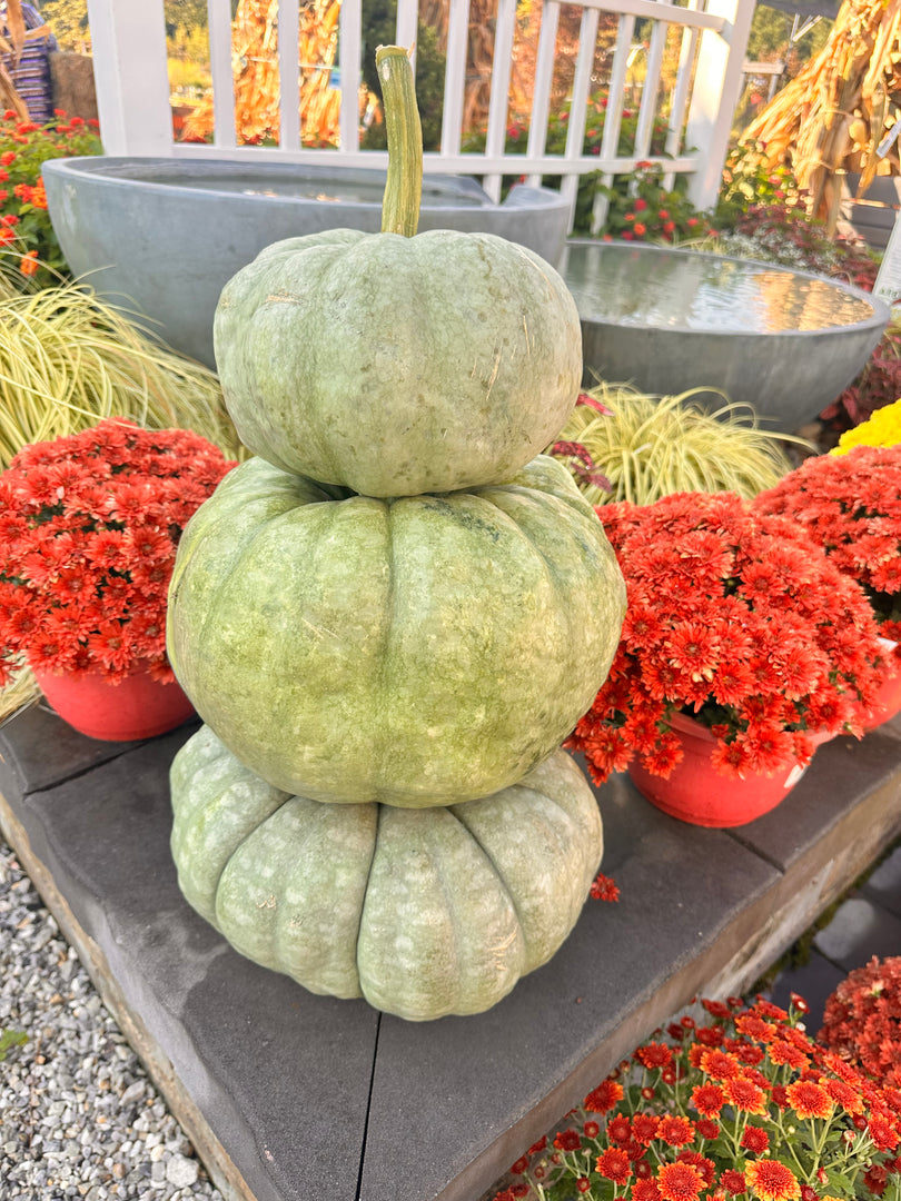 Pumpkin, Fancy Md