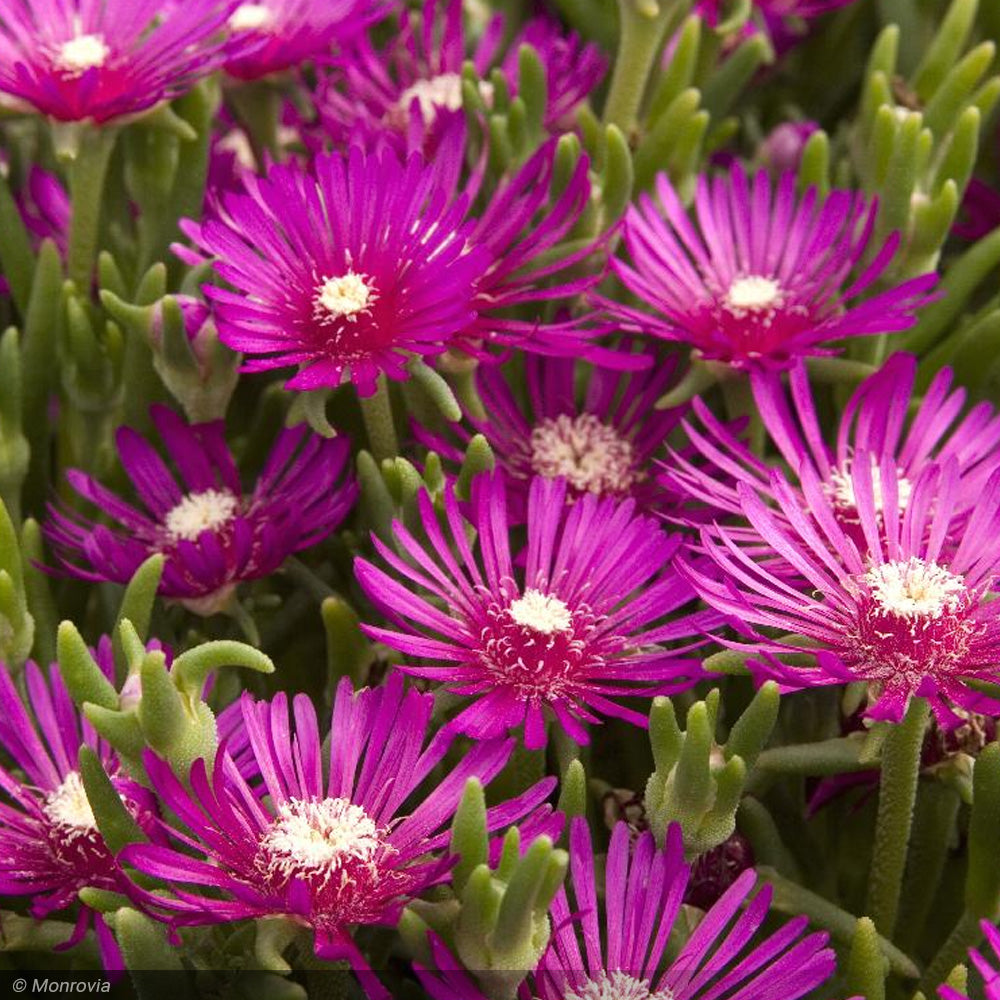 Ice Plant, Cooperi Qt