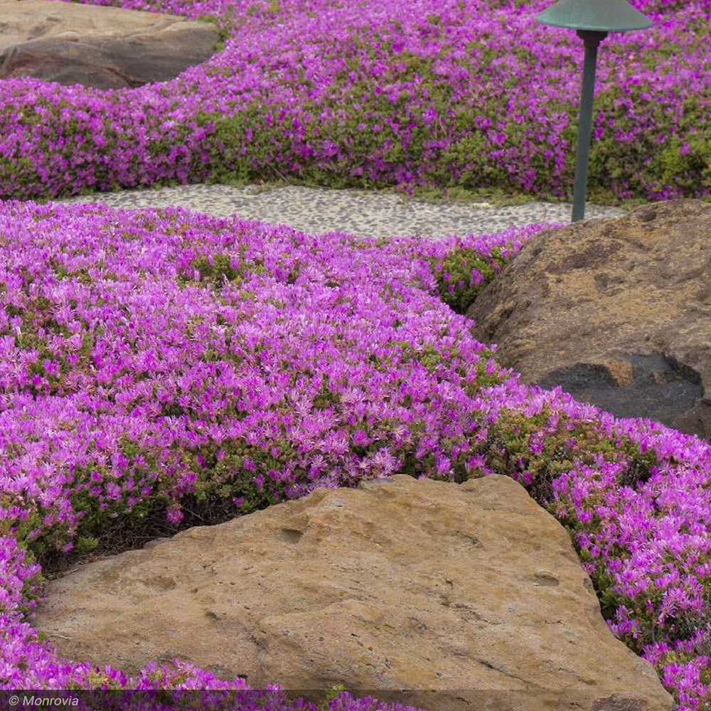 Ice Plant, Cooperi Qt