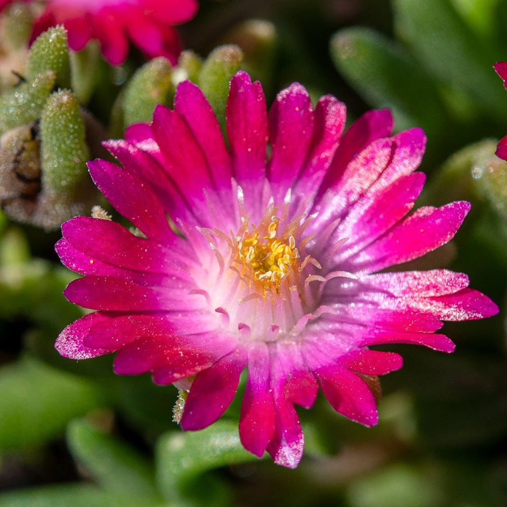 Ice Plant, Jewel of the Desert Amethyst Qt