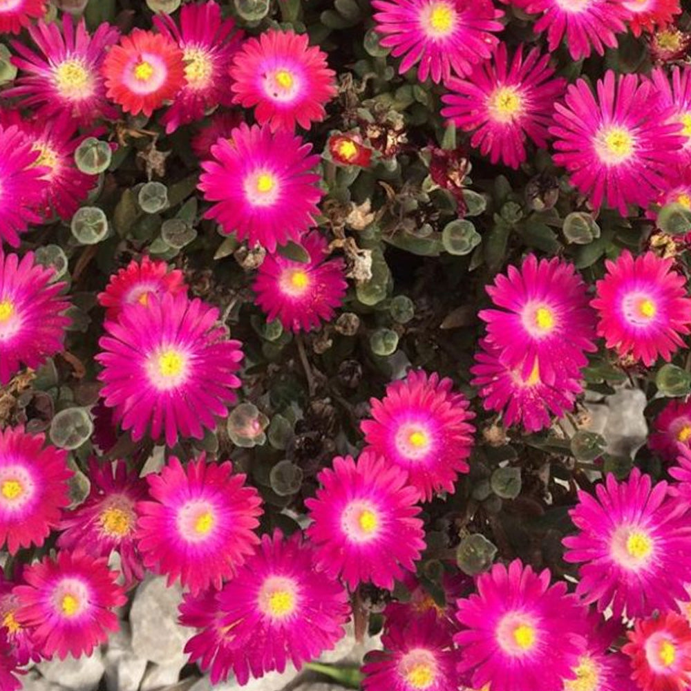 Ice Plant, Jewel of the Desert Amethyst Qt