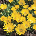 Load image into Gallery viewer, Ice Plant, Gold Nugget Qt

