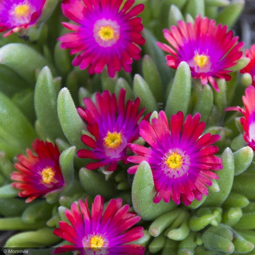 Ice Plant, Jewel of the Desert Garnet Qt