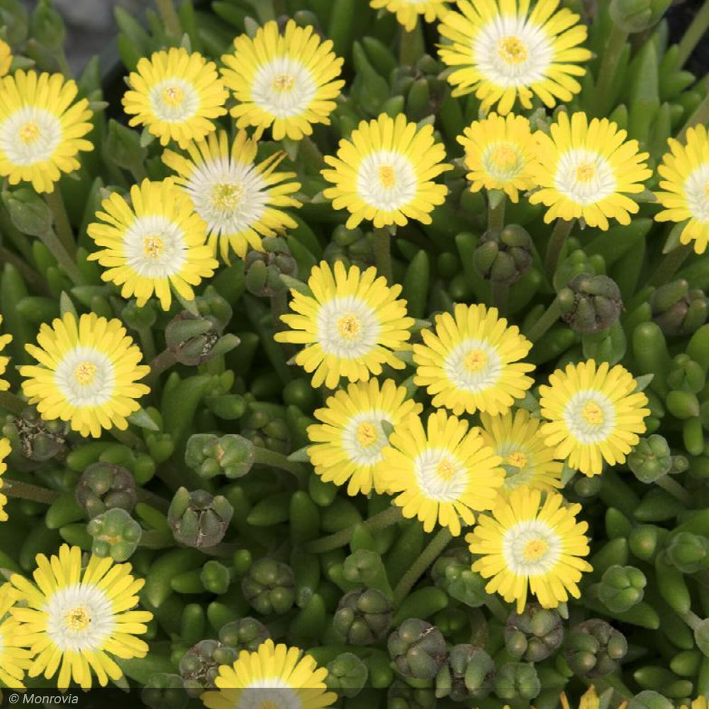 Ice Plant, Jewel of the Desert Peridot Qt