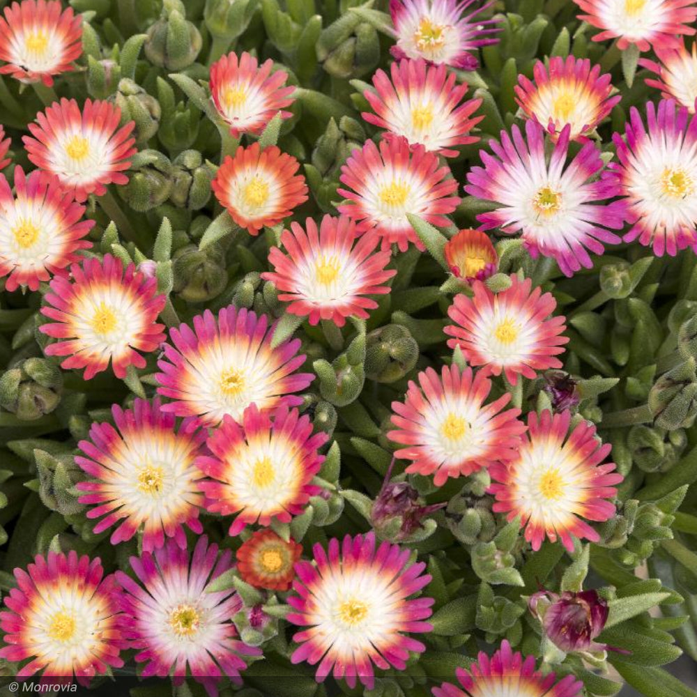 Ice Plant, Jewel of the Desert Ruby Qt