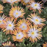 Load image into Gallery viewer, Ice Plant, Jewel of the Desert Topaz Qt
