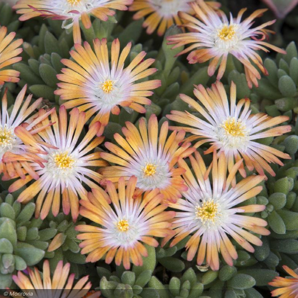 Ice Plant, Jewel of the Desert Topaz Qt