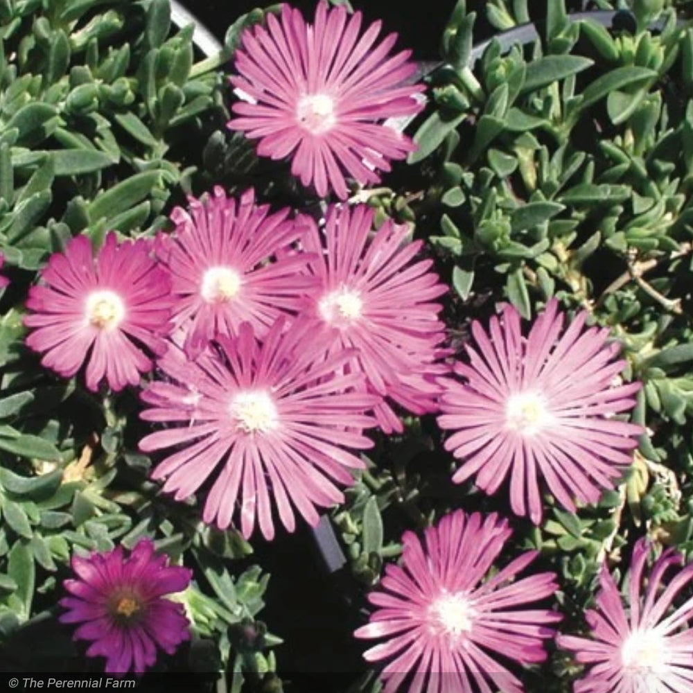 Ice Plant, John Proffitt Qt