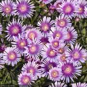 Ice Plant, Kaleidoscope Pink Radiance #1