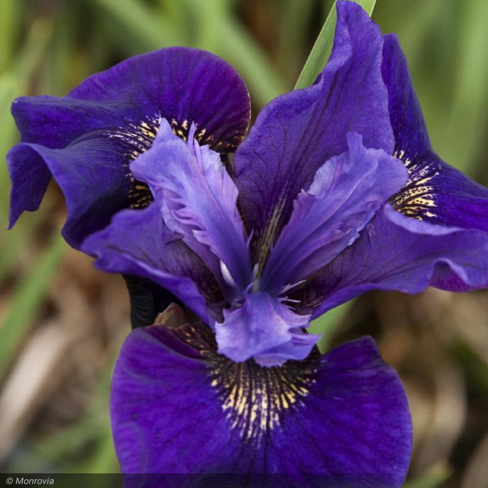 Iris, Ruffled Velvet #5 – Greenwood Creek Nursery