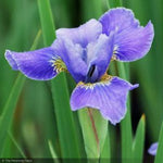 Load image into Gallery viewer, Iris, Silver Edge #1
