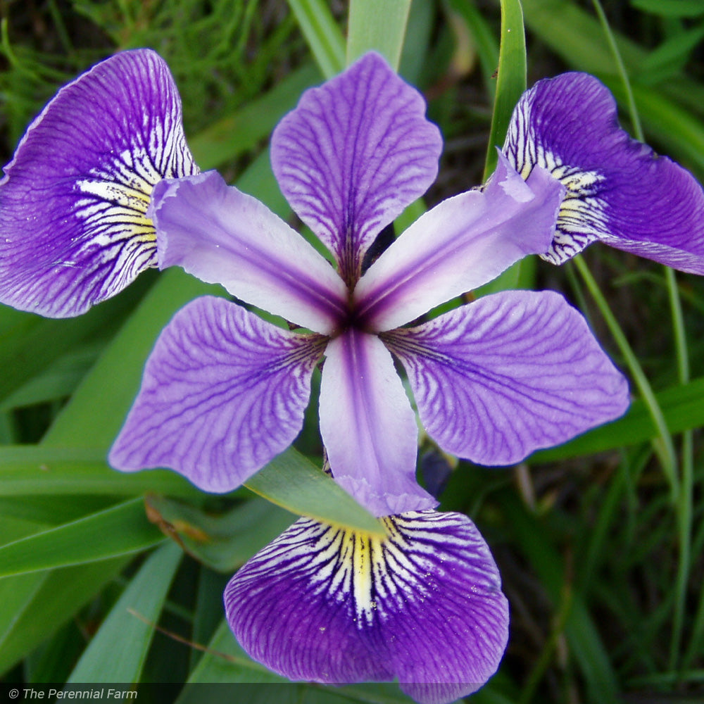 Iris, Versicolor #1