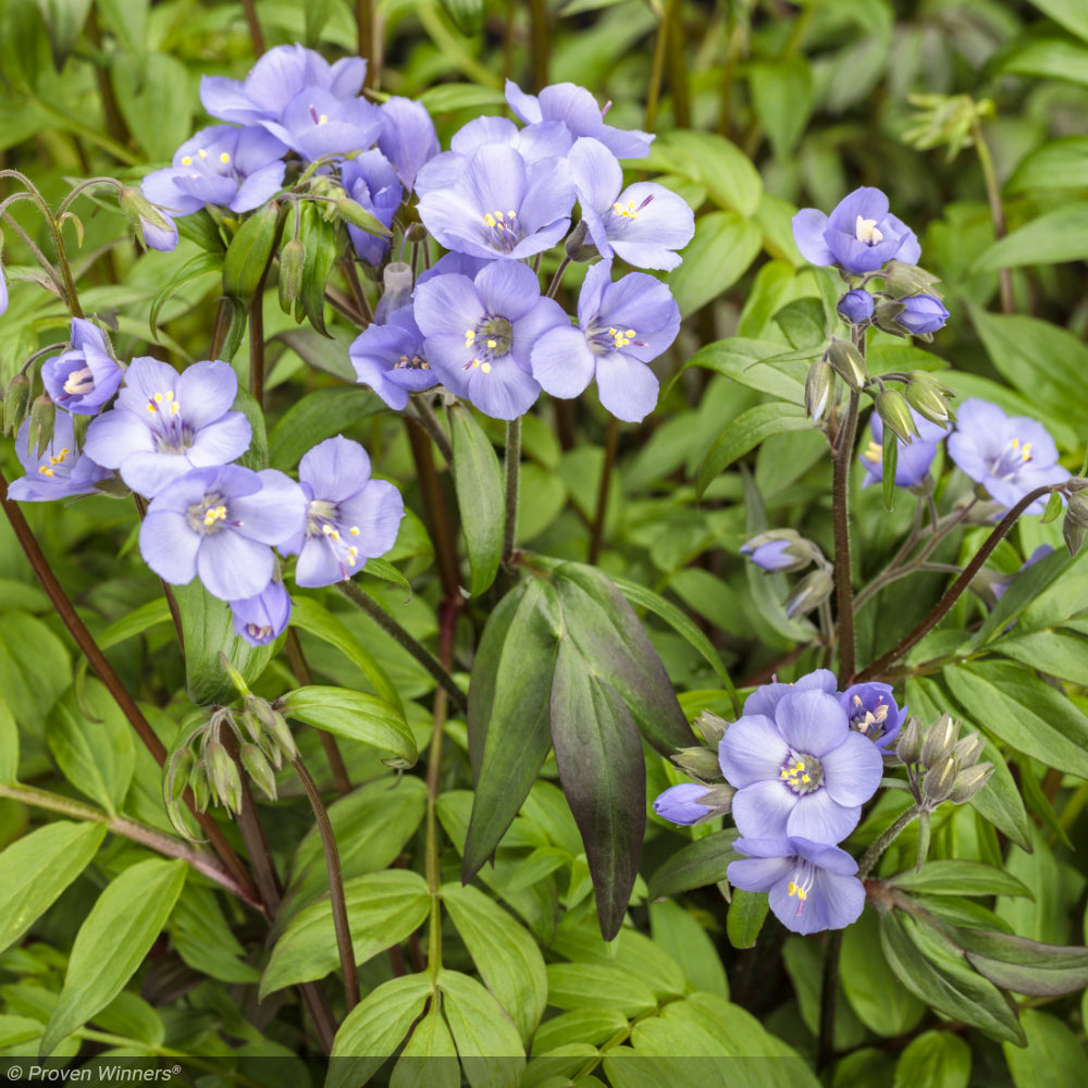 Jacob's Ladder, Heaven Scent #1