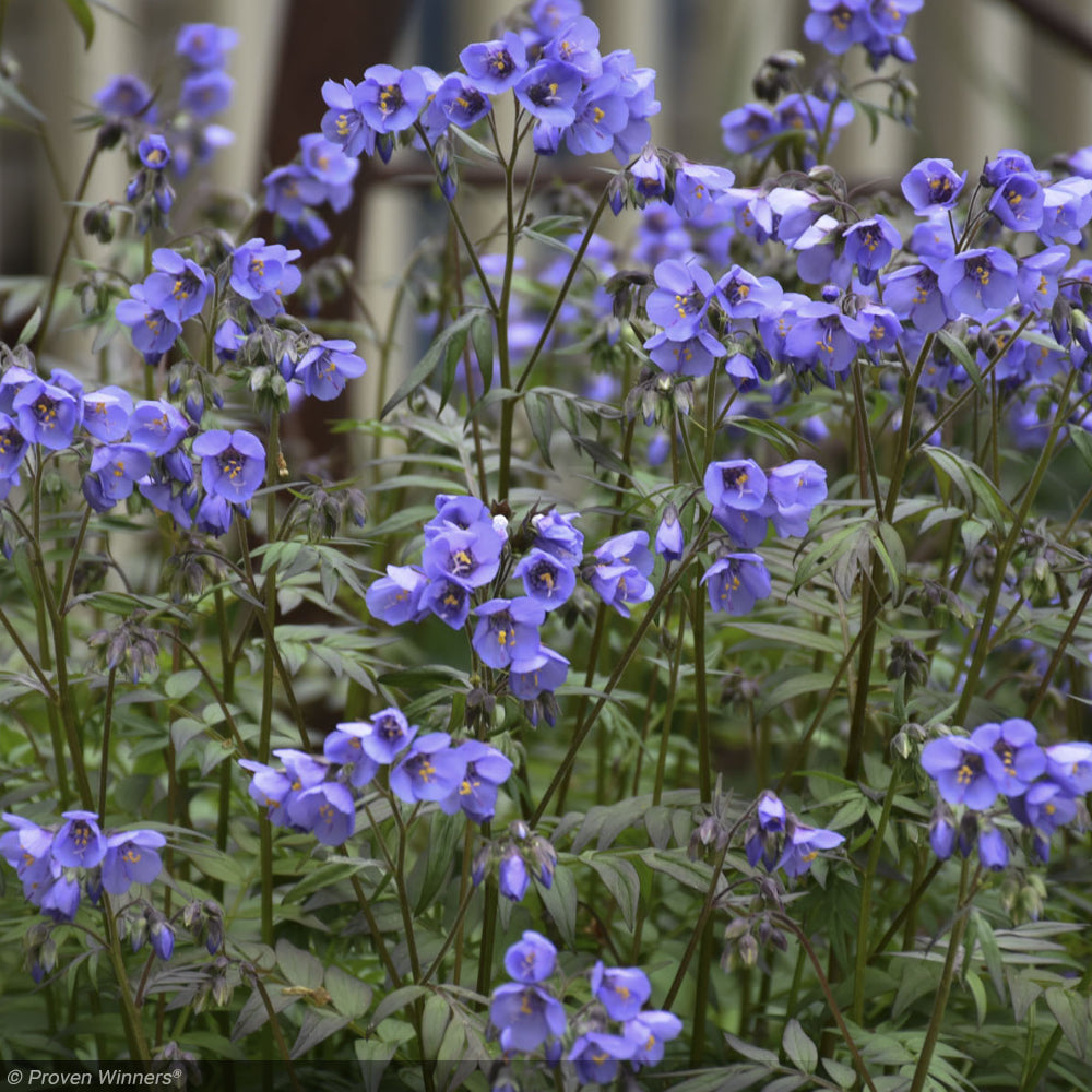 Jacob's Ladder, Heaven Scent #1