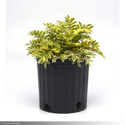 Jacob's Ladder, Golden Feathers #1