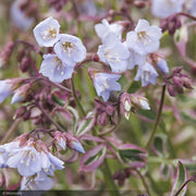 Jacob's Ladder, Stairway To Heaven