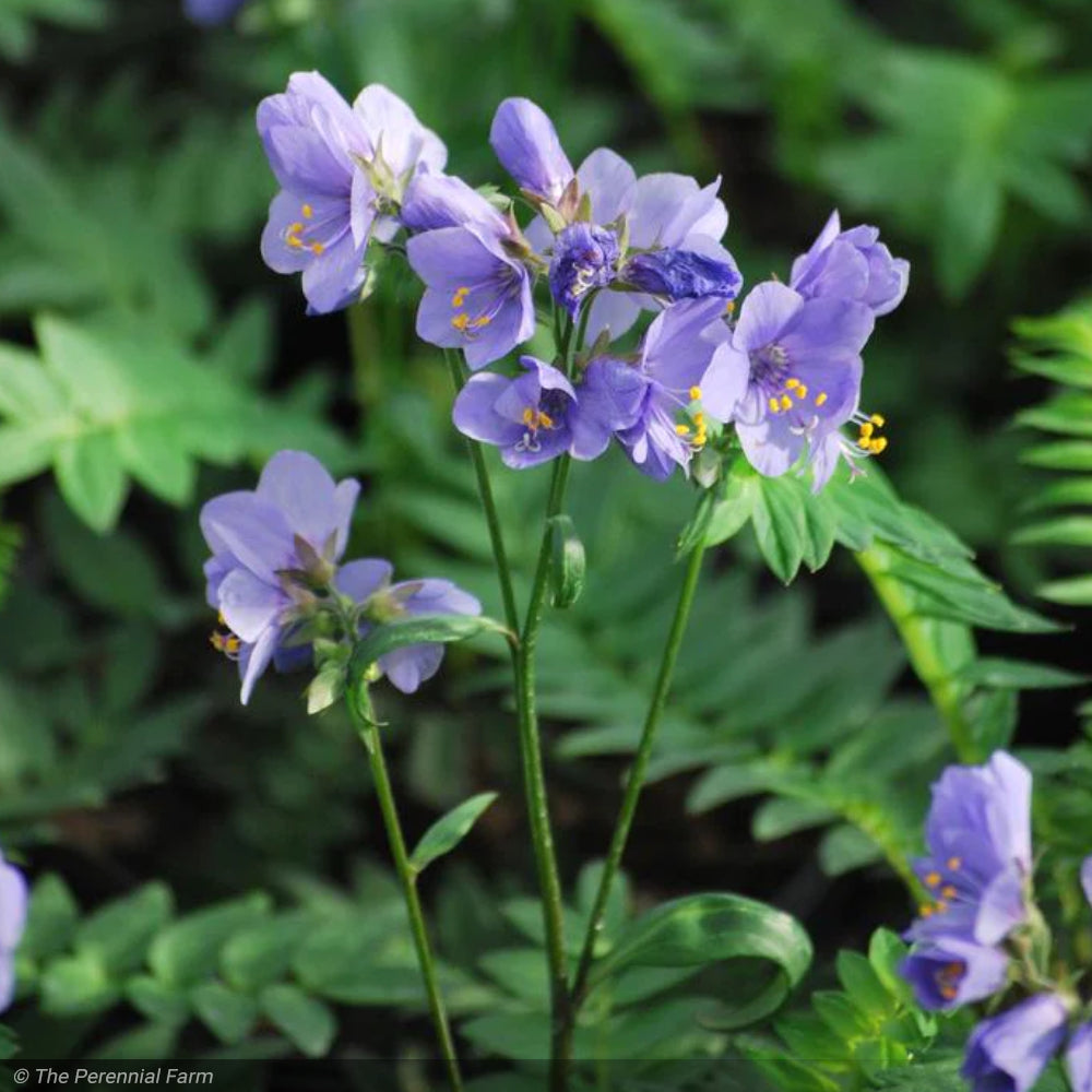 Jacob's Ladder, Bressingham Pur