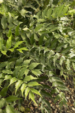 Load image into Gallery viewer, Fern, Japanese Holly #1