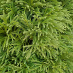 Load image into Gallery viewer, Japanese Cedar, Globosa Nana #3
