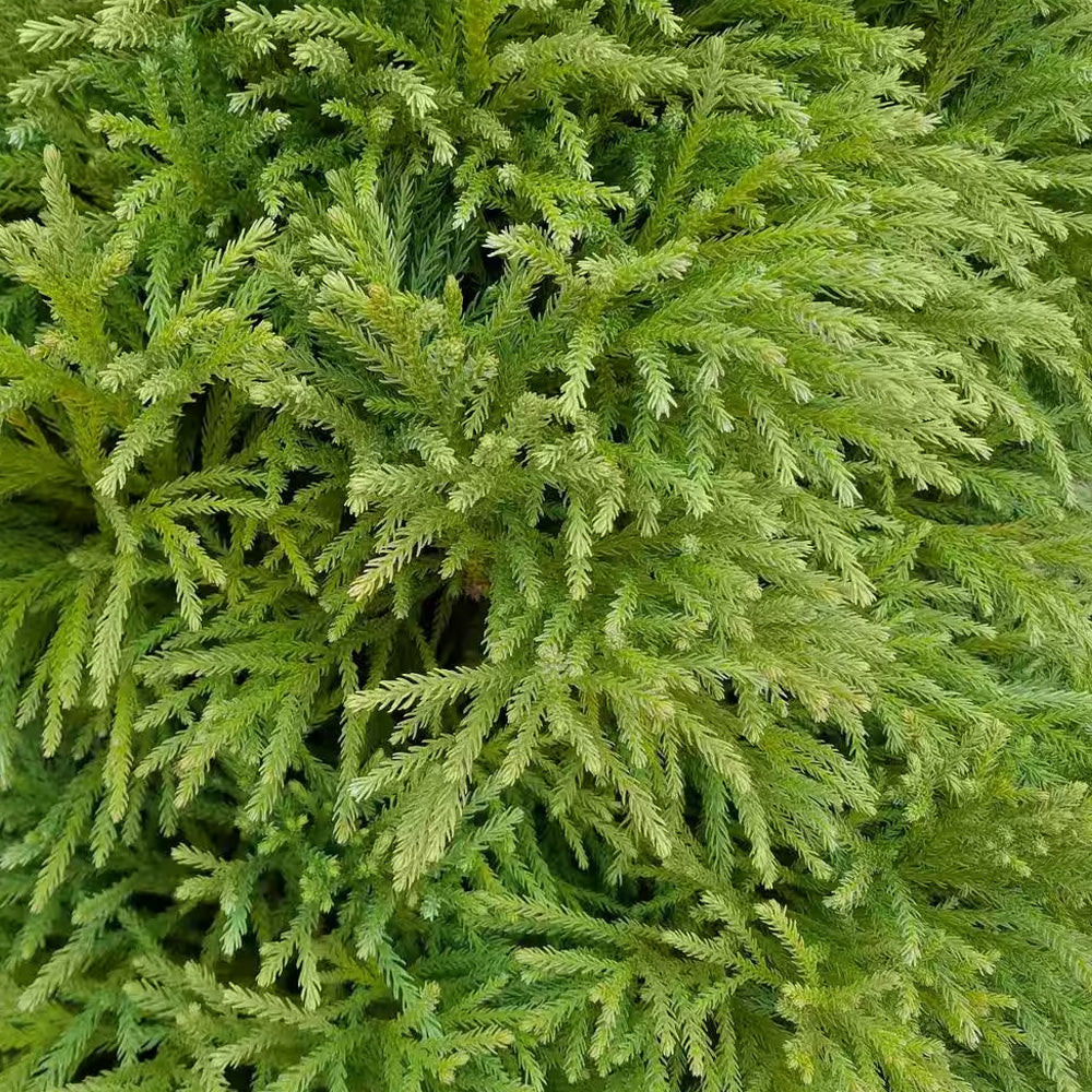 Japanese Cedar, Globosa Nana #3