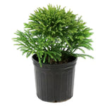 Load image into Gallery viewer, Japanese Cedar, Globosa Nana #3
