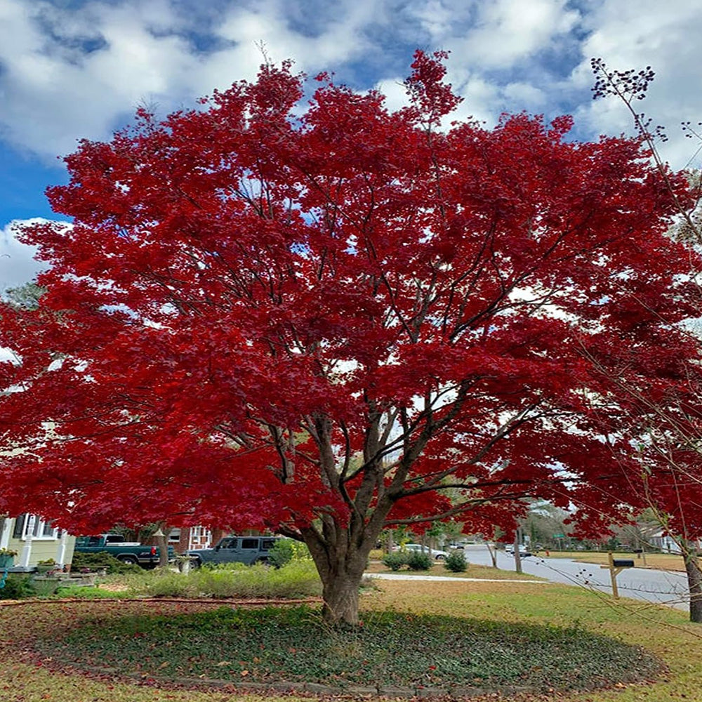 Japanese Maple, Bloodgood CT 5'-6'