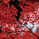 Load image into Gallery viewer, Japanese Maple, Bloodgood #10
