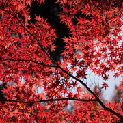 Japanese Maple, Bloodgood #10