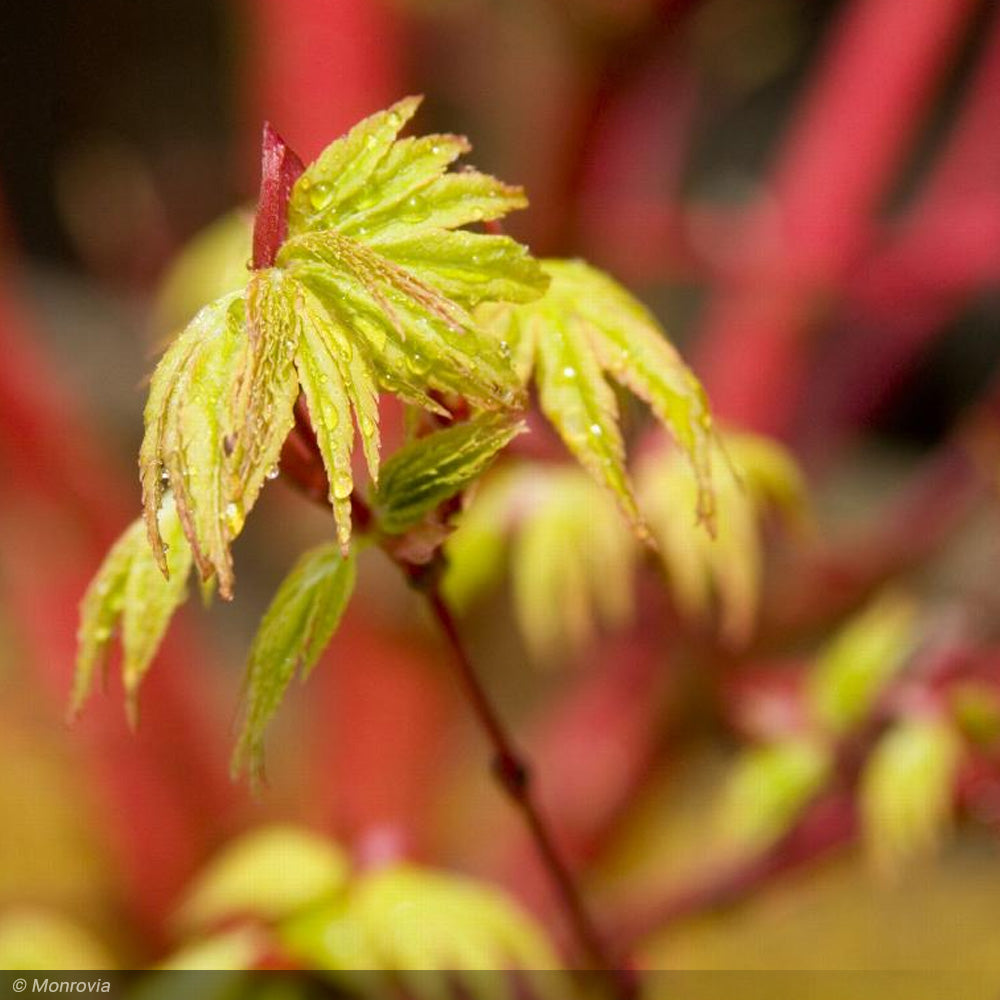 Japanese Maple, Coral Bark #25