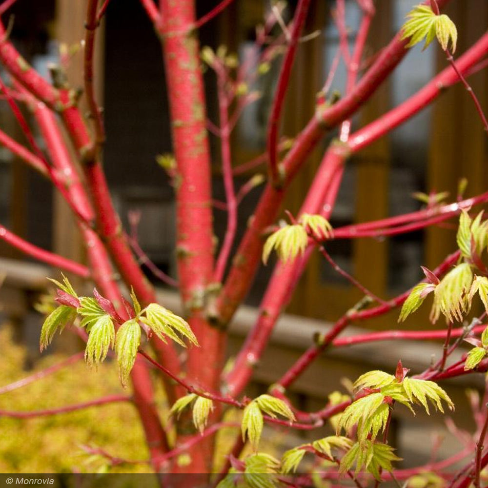 Japanese Maple, Coral Bark #25