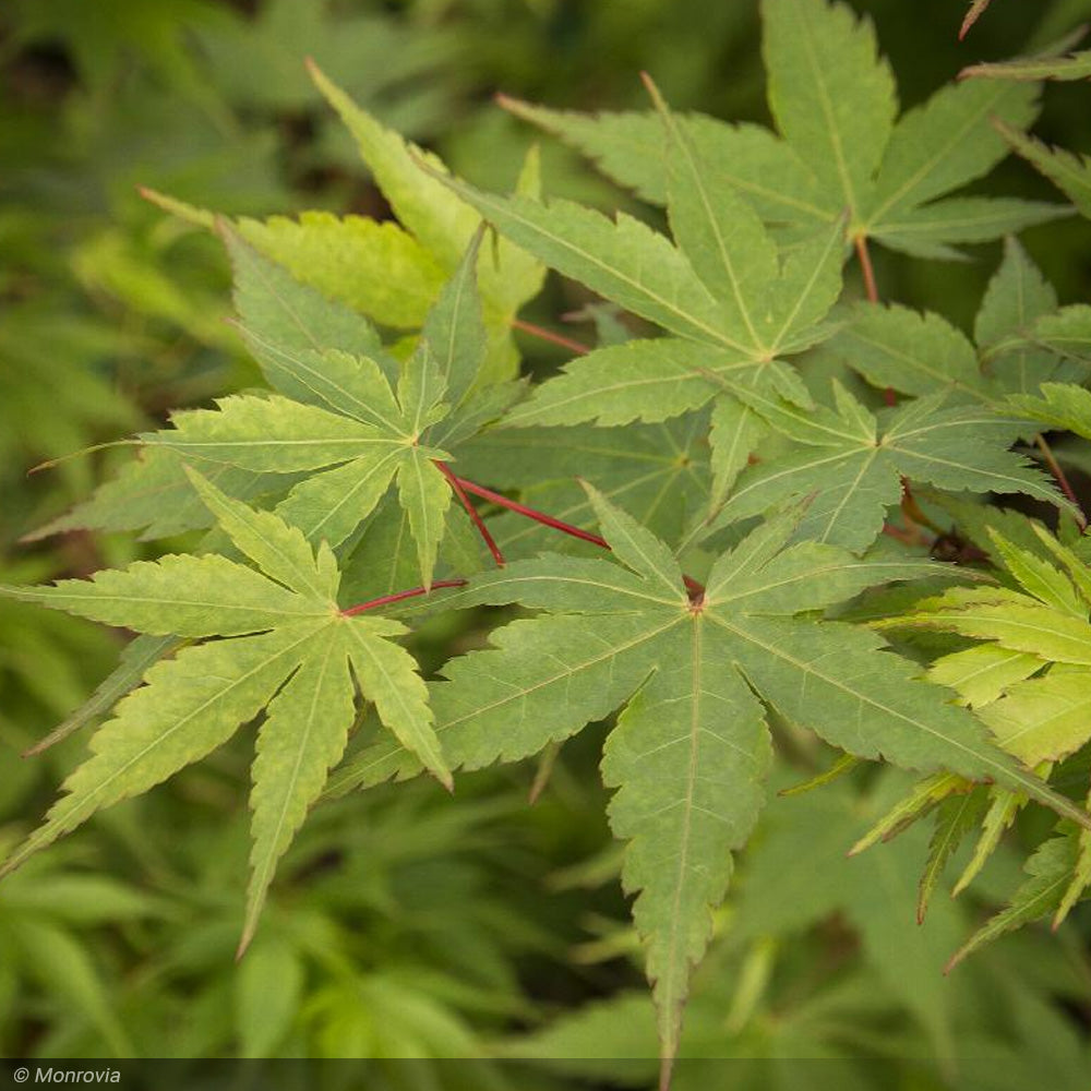 Japanese Maple, Coral Bark #25