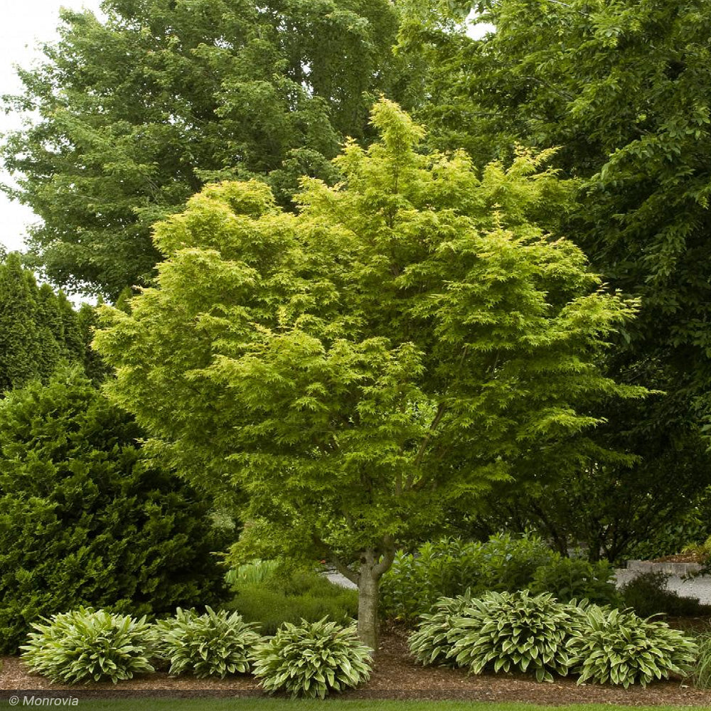 Japanese Maple, Coral Bark #5