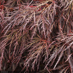 Load image into Gallery viewer, Japanese Maple, Crimson Queen #5
