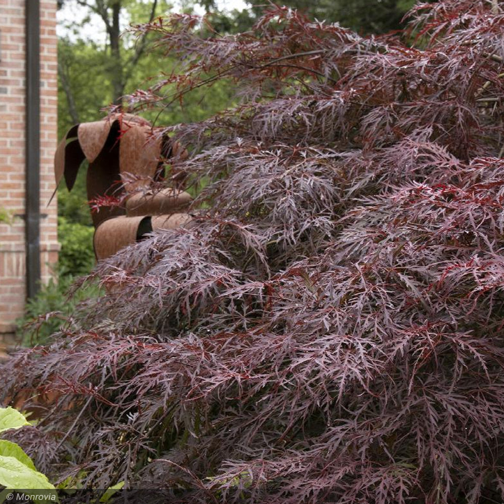 Japanese Maple, Crimson Queen #5