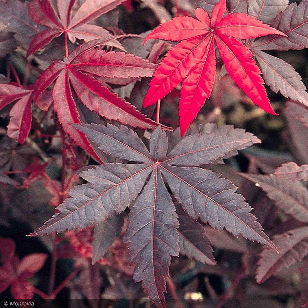 Japanese Maple, Emperor I #50