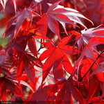 Load image into Gallery viewer, Japanese Maple, Fireglow #15