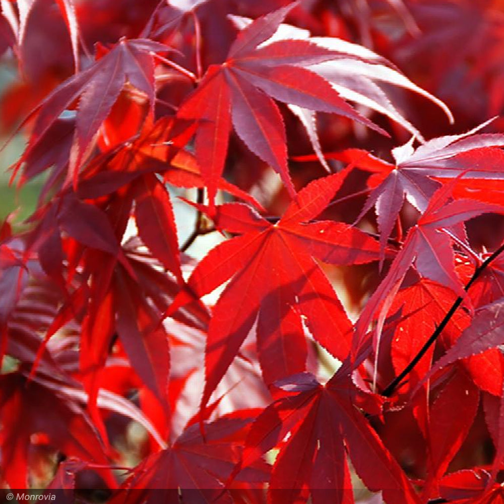 Japanese Maple, Fireglow #15