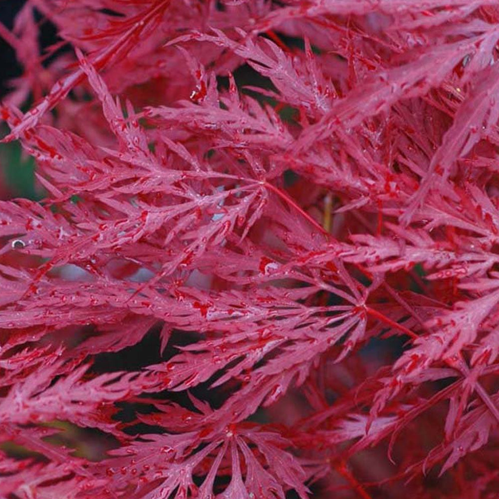 Japanese Maple, Inaba Shidare #4