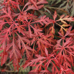Load image into Gallery viewer, Japanese Maple, Orangeola CT 24&quot;-30&quot;
