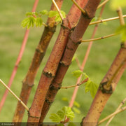 Japanese Maple, Pacific Fire #10