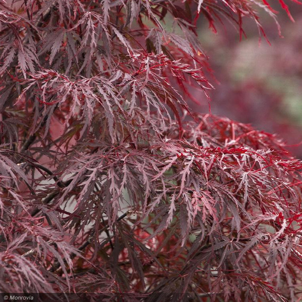 Japanese Maple, Red Dragon CT 24"- 30"