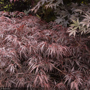 Japanese Maple, Red Dragon #3