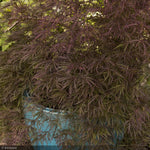 Load image into Gallery viewer, Japanese Maple, Red Select #10
